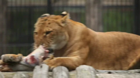 Lion  Stock Footage 829617