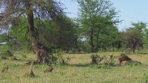 Lion Stock Footage 10579999