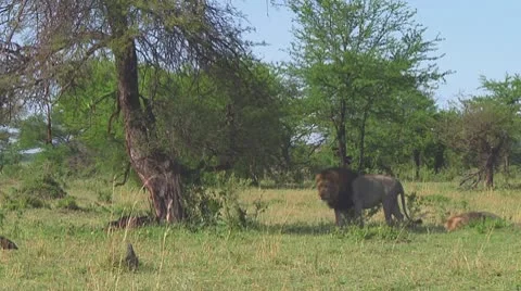Lion Stock Footage 10580009