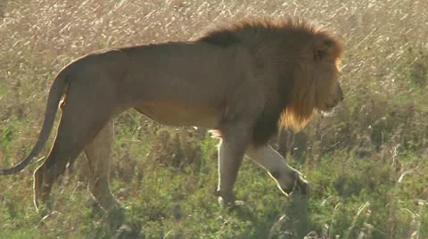Lion Stock Footage 10679896