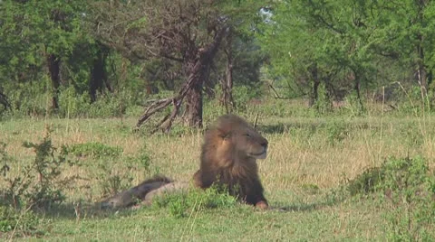 Lion Stock Footage 10709674