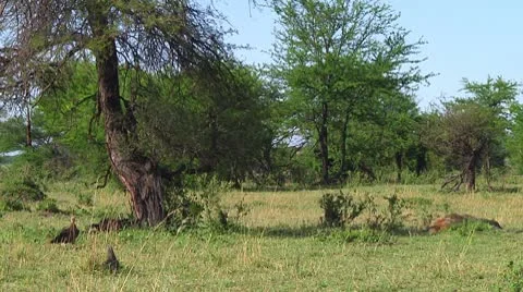 Lion Stock Footage 10746821