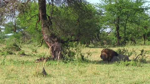 Lion Stock Footage 10746842