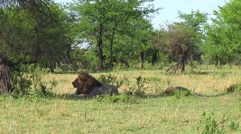 Lion Stock Footage 10746860