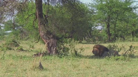 Lion Stock Footage 10757008