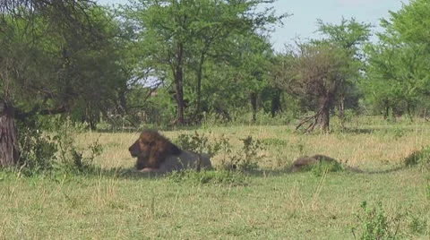 Lion Stock Footage 10757011