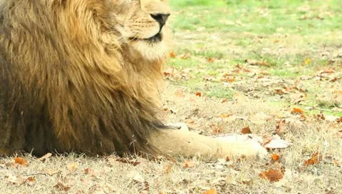 Lion Stock Footage 10841750