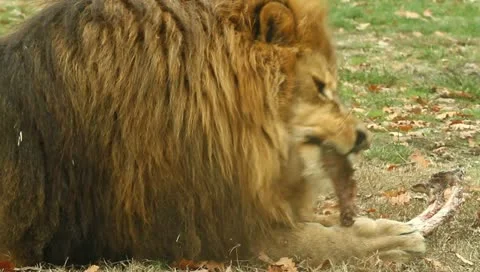 Lion Stock Footage 10841797