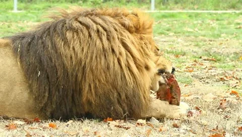 Lion Stock Footage 10842122