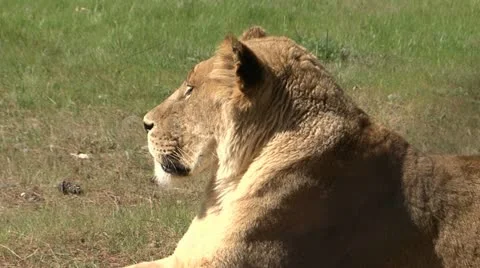 Lion Vidéo 11029130