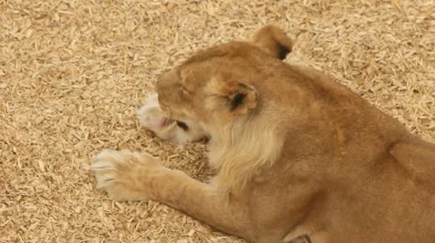 Lion Stock Footage 11628800
