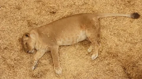 Lion Stock Footage 11628930
