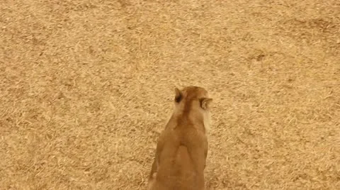 Lion Video stock 11628965