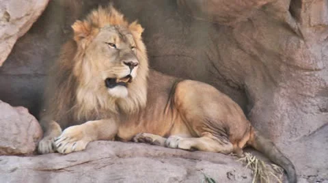 Lion 스톡 동영상 11970213