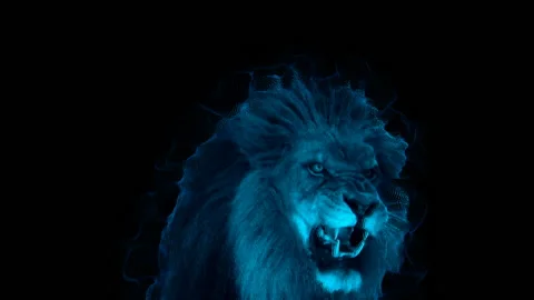 Lion Vidéo 104359226