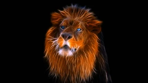 Lion Vidéo 104514017