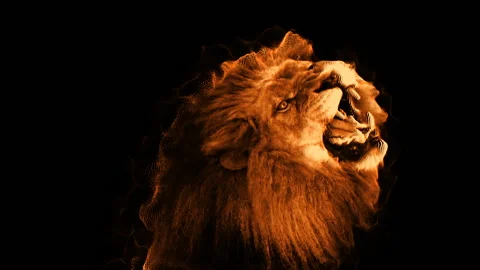 Lion Vidéo 106567958