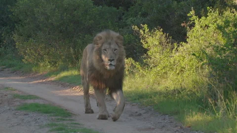 Lion Stock Footage 142238212