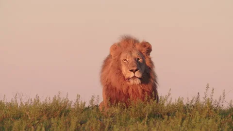 Lion Stock Footage 142238538