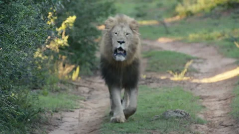 Lion Stock Footage 142238572