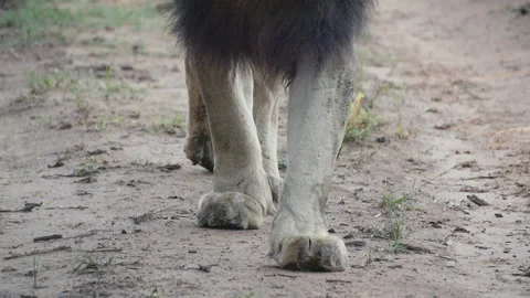 Lion Stock Footage 142238584