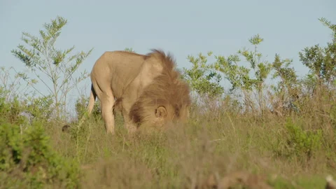 Lion Stock Footage 142238819