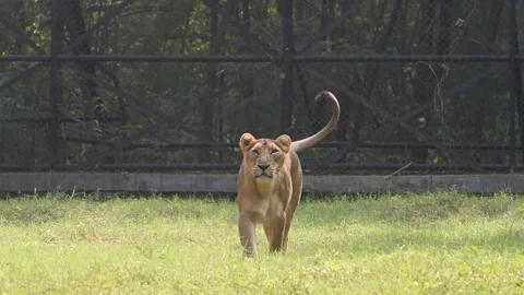Lion Stock Footage 168601103