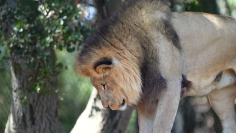 Lion Stock Footage 197742090