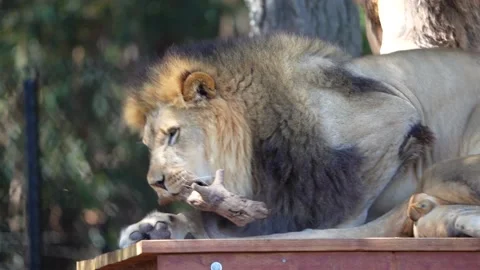 Lion Stock Footage 197742128