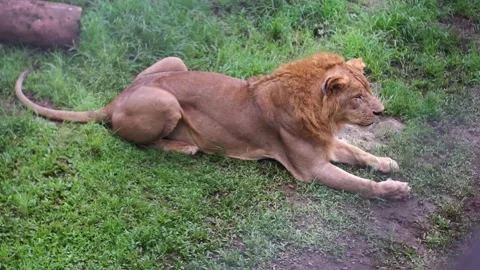 Lion Stock Footage 229822155