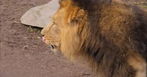 Lion Stock Footage 234183329