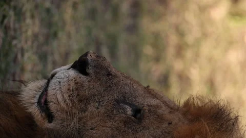 Lion Stock Footage 234679093