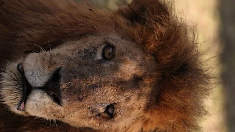 Lion Vídeos de archivo 234679123