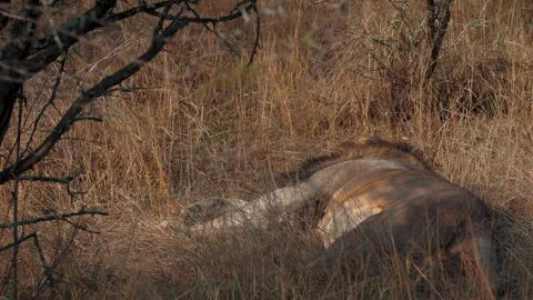 Lion Stock Footage 267363350