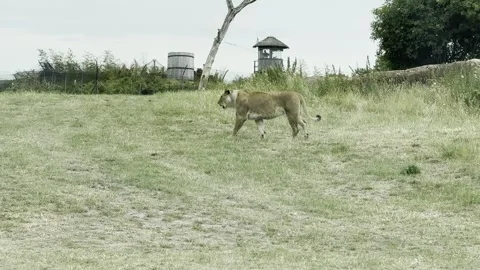 Lion Stock Footage 311956659