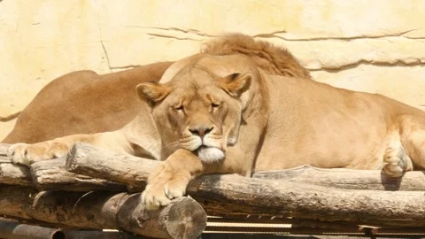 Lion Stock Footage 345500603