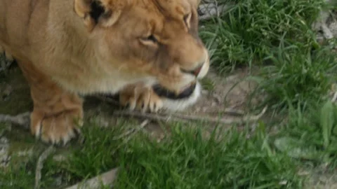 Lion Stock Footage 345501795