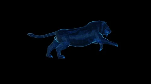 Lion Vídeo Stock 347059001