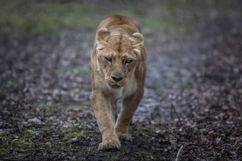 Lion in the forest Stock Photos