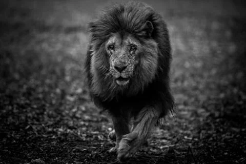 Lion in the forest Stock Photos