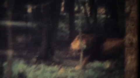 Lion in the forest. Vintage 8mm Video stock 48701034