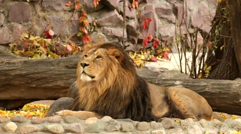 Lion, full-length view, lying on fallen tree wood and red stone wall background. Stock Footage 46440001