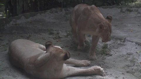 Lion funny sleeping on the ground Stock Footage 84317155