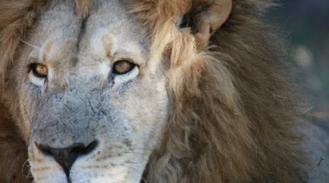 Lion in a game park in Zimbabwe Vídeo Stock 24697191