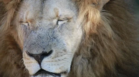 Lion in a game park in Zimbabwe Vídeo Stock 24697219