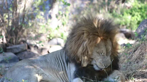 Lion in a game park in Zimbabwe Vídeo Stock 24697229