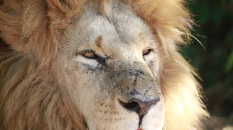 Lion in a game park in Zimbabwe Vídeo Stock 24697261