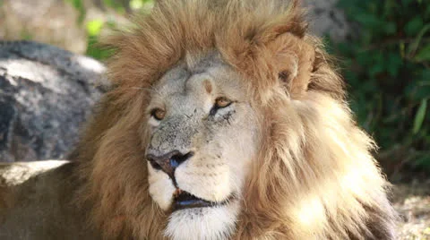 Lion in a game park in Zimbabwe Vídeo Stock 24697288