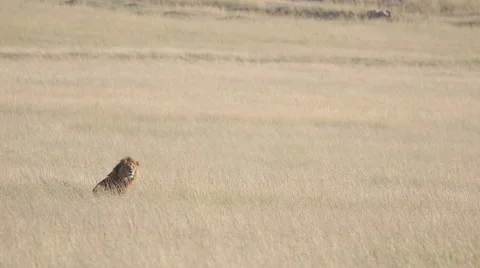 Lion Gaze Video stock 61499605