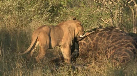Lion at giraffe carcass Stock Footage 22776785